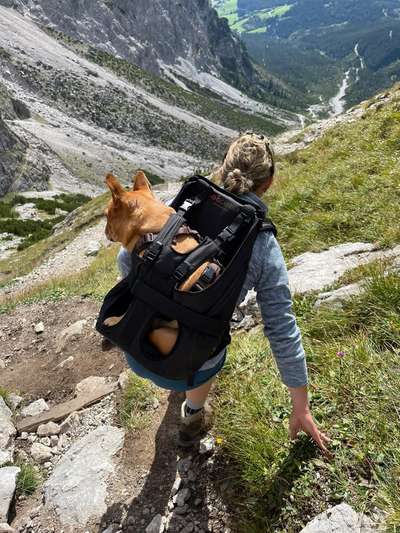 Französische Bulldoggen-Beitrag-Bild