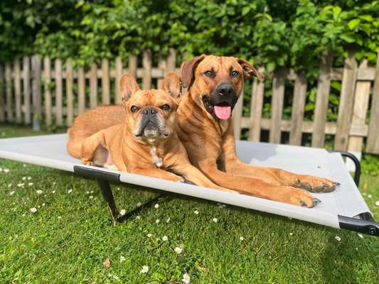 Französische Bulldoggen-Beitrag-Bild