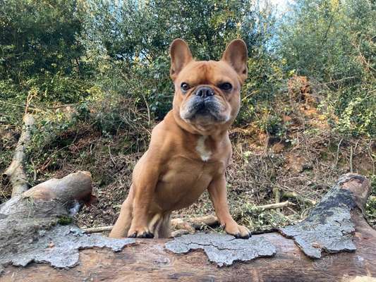 Französische Bulldoggen-Beitrag-Bild