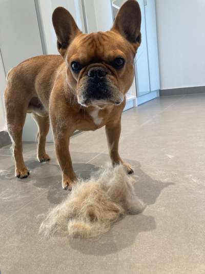 Französische Bulldoggen-Beitrag-Bild