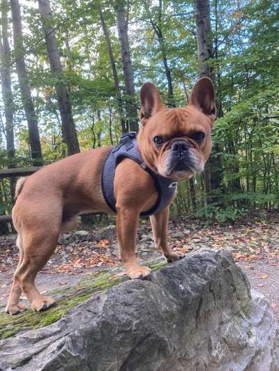 Geschirr für französische Bulldogge-Beitrag-Bild