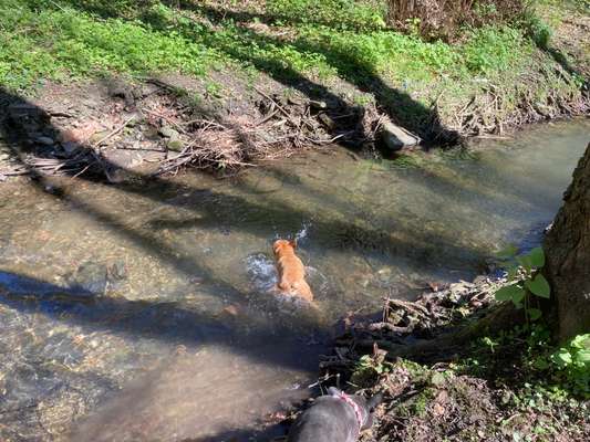 Französische Bulldoggen-Beitrag-Bild