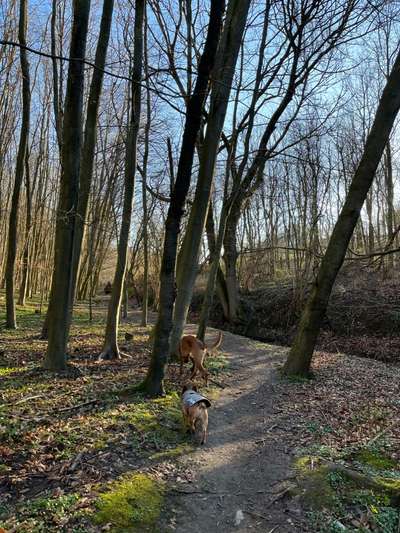Französische Bulldoggen-Beitrag-Bild