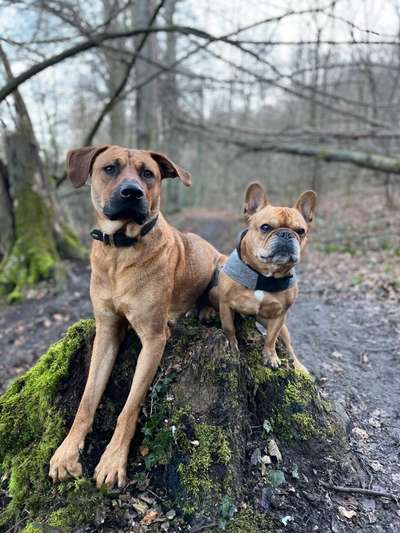 Französische Bulldoggen-Beitrag-Bild