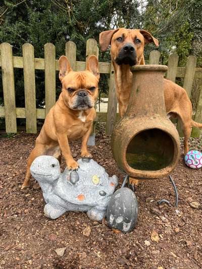 Französische Bulldoggen-Beitrag-Bild