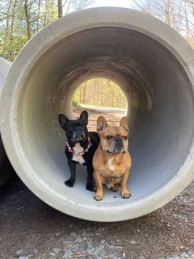 Französische Bulldoggen-Beitrag-Bild