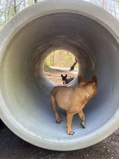 Französische Bulldoggen-Beitrag-Bild