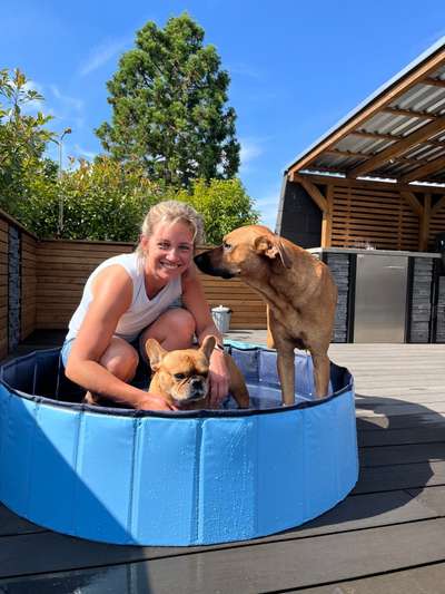 Französische Bulldoggen-Beitrag-Bild