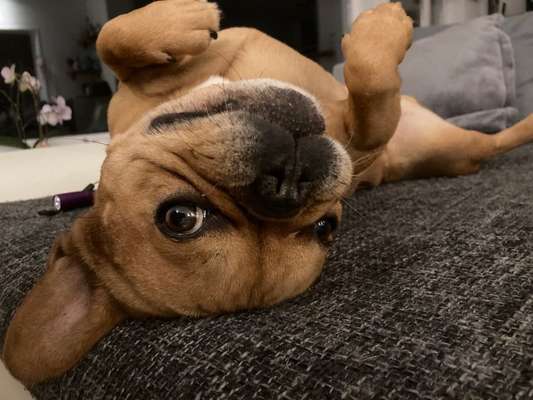 Französische Bulldoggen-Beitrag-Bild