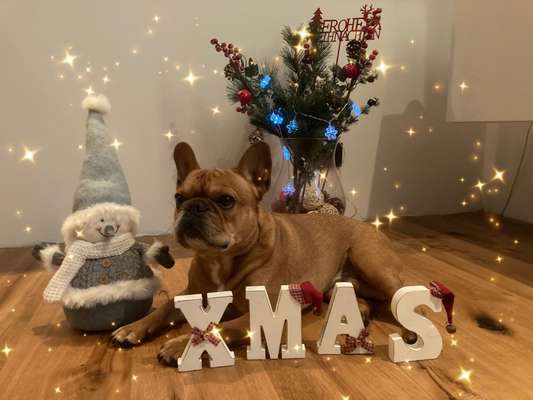 Französische Bulldoggen-Beitrag-Bild