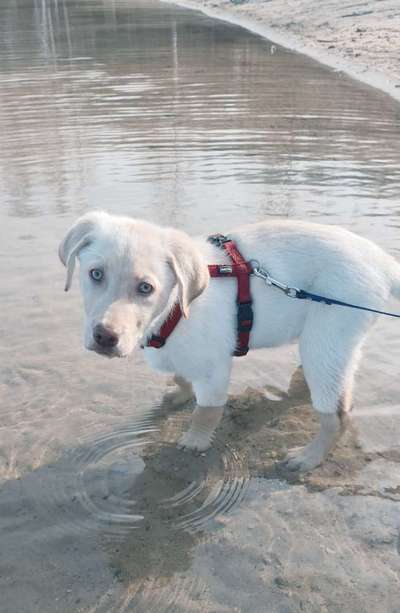 Dogorama-Monats-Challenge-Mai "Wasser"-Beitrag-Bild