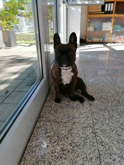 Dein Hund im Dogorama-Kalender 2021-Beitrag-Bild