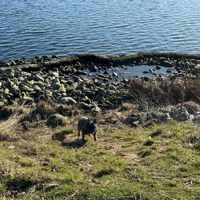 Hundetreffen-Spielpartner gesucht-Bild