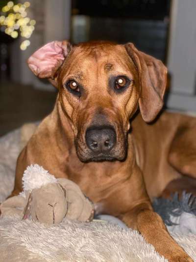 Rhodesian Ridgeback-Beitrag-Bild