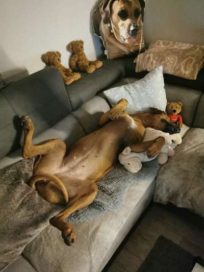 Rhodesian Ridgeback-Beitrag-Bild