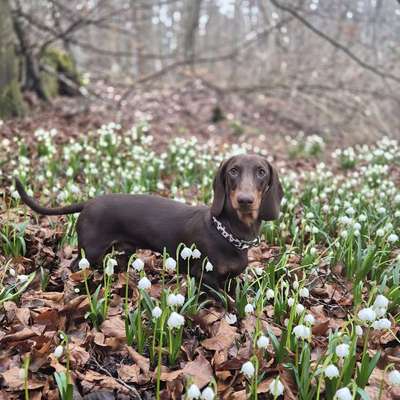Hundetreffen-Playdate/Sozial Walk mit Dackel-Bild