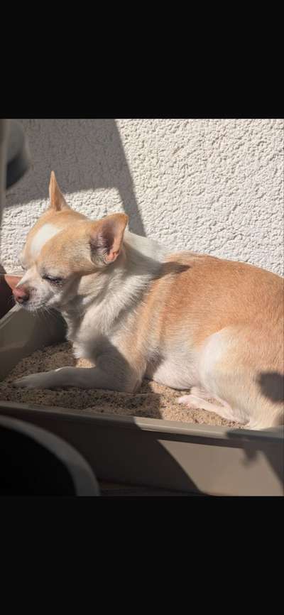 Sandkasten für den Hund-Beitrag-Bild