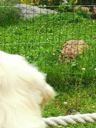 Fotochallenge Nr. 51 "Euer Hund mit anderen Tieren"-Beitrag-Bild