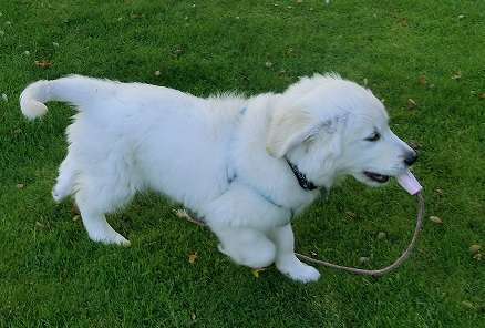 Als Welpen sind sie alle noch süßer-Beitrag-Bild