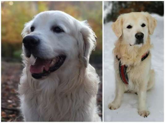 Wo sind die Golden Retriever Liebhaber?-Beitrag-Bild