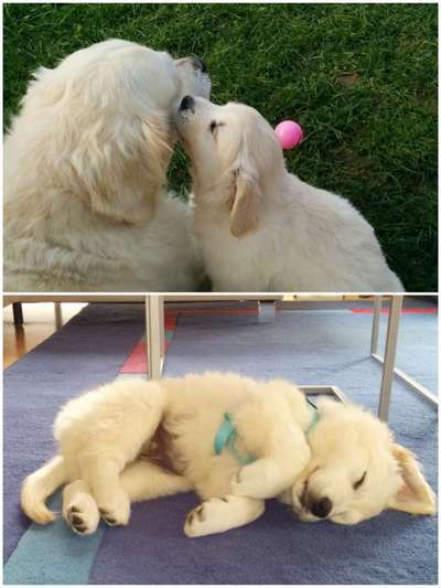 Als Welpen sind sie alle noch süßer-Beitrag-Bild