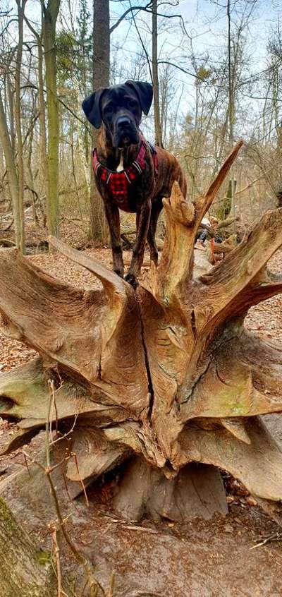 Mischlinge raten - Rätselspaß-Beitrag-Bild