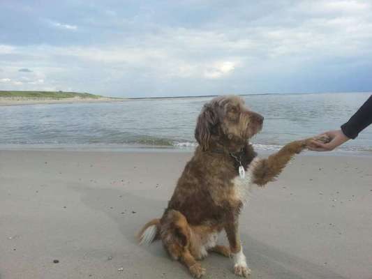 Mischlinge raten - Rätselspaß-Beitrag-Bild