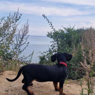Hundetreffen-Erna sucht gleichgesinnte zum Spielen und kennenlernen-Bild