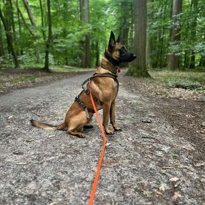 Hundetreffen-Gemeinsam spazieren gehen-Bild