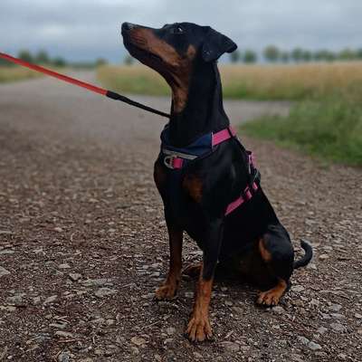 Hundetreffen-Hundefreunde fürs gemeinsame Gassi gehen gesucht-Bild