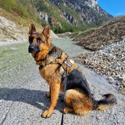 Hundetreffen-Gassirunde,  wandern-Bild