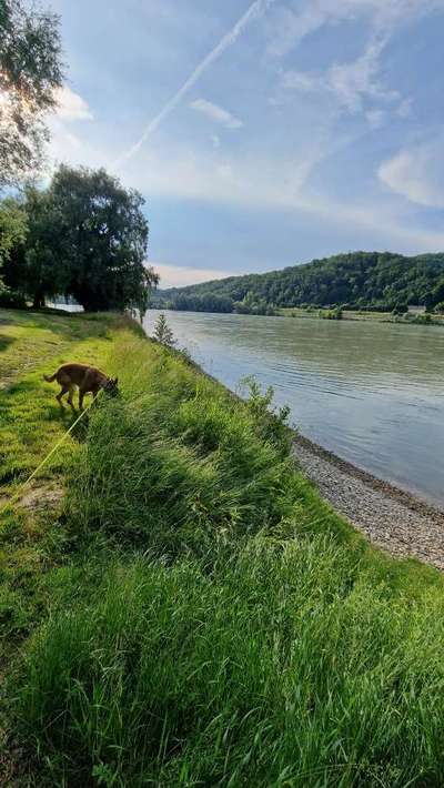 Hundeauslaufgebiet-St. Margarethen in linz-Bild