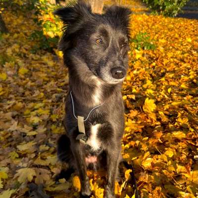 Hundetreffen-Spieltreff Ludwigshafen-Bild