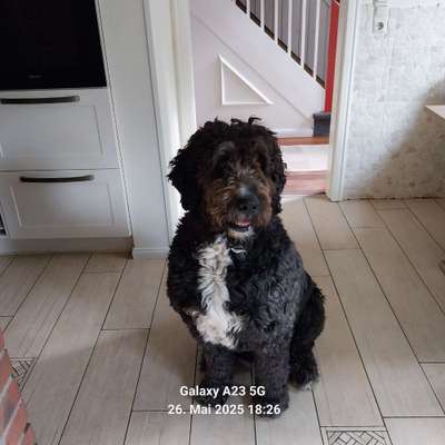 Unsere Fellnasen-Vielfalt im Überblick!-Beitrag-Bild