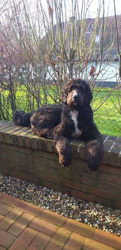 Unsere Fellnasen-Vielfalt im Überblick!-Beitrag-Bild