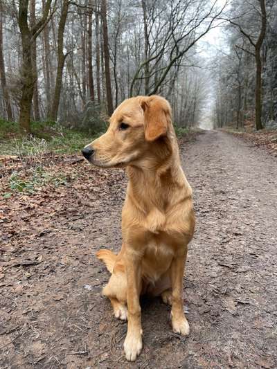 Hundetreffen-Hundetreffen-Bild