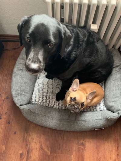 Labradorfans-Beitrag-Bild