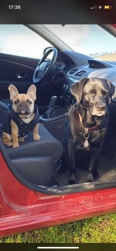 Zeigt her eure Frenchi-Beitrag-Bild