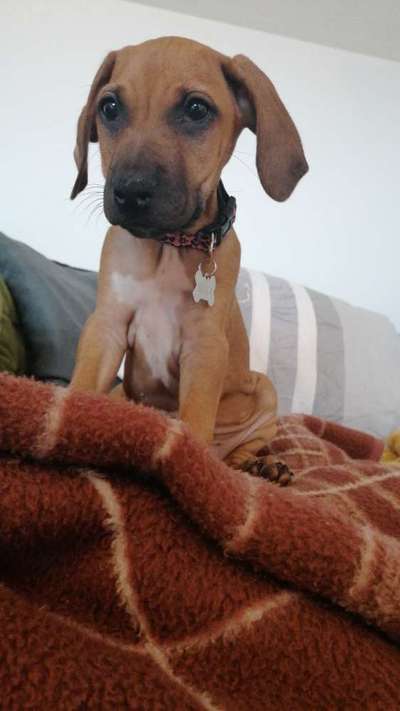 Rhodesian Ridgeback-Beitrag-Bild