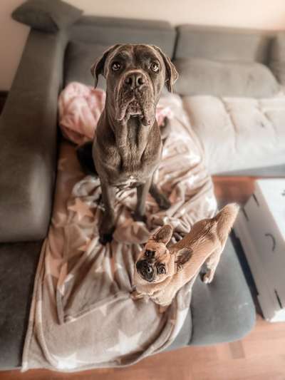 Hundetreffen-⸻  🐾 Gassitreffen in Altena & Umgebung (Iserlohn, Lüdenscheid, Hemer, …) gesucht 🐾-Bild