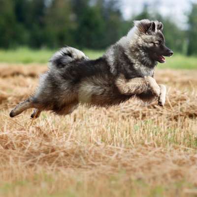 Hundetreffen-Gassi gehen und Spielen-Bild