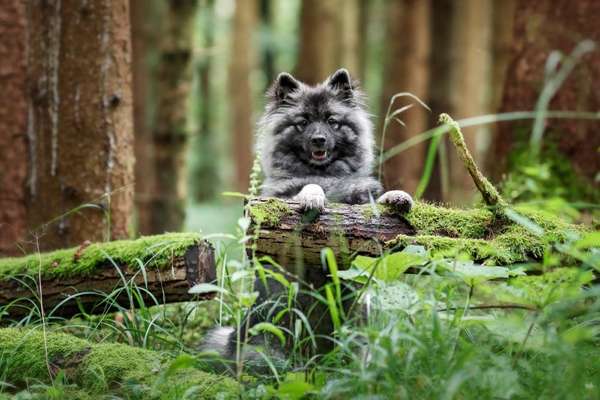 Wald Bild-Beitrag-Bild
