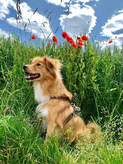 Dogorama Photo Challenge - Einmal lächeln bitte-Beitrag-Bild