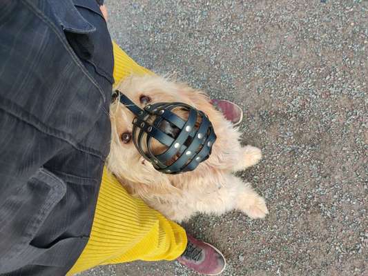 Maulkorb rauf - Vorurteile runter-Beitrag-Bild