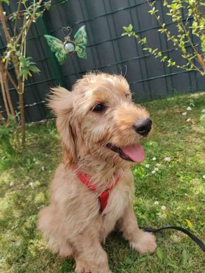 Welpen Bilder !-Beitrag-Bild