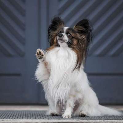 Hundetreffen-Nette kleine Hunde Kontakte-Bild