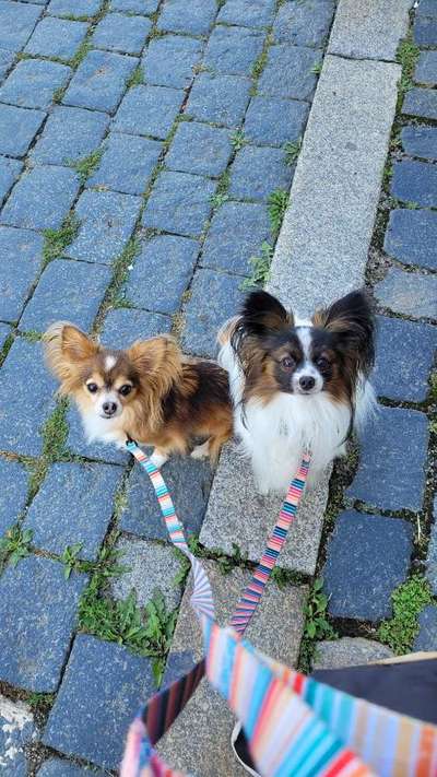 Hundetreffen-Gemeinsam spazieren-Bild