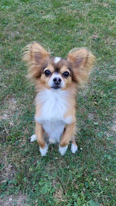 Hundetreffen-Kleine Hunde Runde-Bild