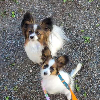 Hundetreffen-Hundetreffen-Bild