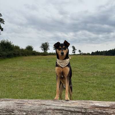 Hundetreffen-Spieltreff - gemeinsame Runde gehen-Bild